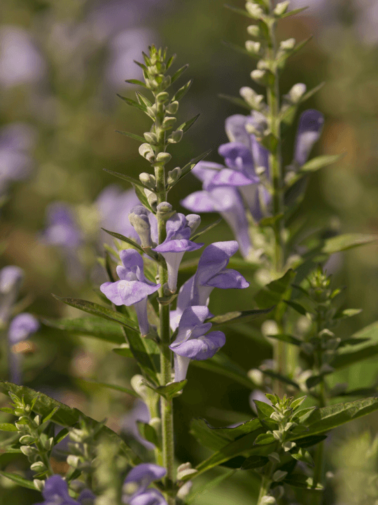 Scutellaria incana